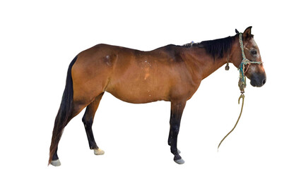 Paso Fino Horse (Equus ferus caballus) Elegant Gaited Breed Standing Outdoors in Nature. Graceful...