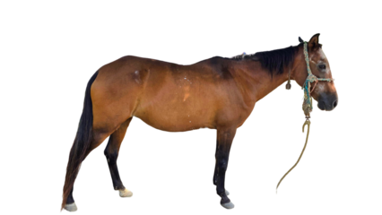 Paso Fino Horse (Equus ferus caballus) Elegant Gaited Breed Standing Outdoors in Nature. Graceful Domestic Horse with Unique Movement for Farm, Culture, and Equine Themes. PNG File