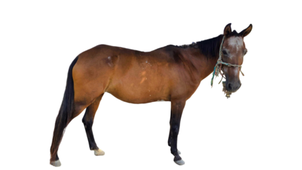 Paso Fino Horse (Equus ferus caballus) Elegant Gaited Breed Standing Outdoors in Nature. Graceful Domestic Horse with Unique Movement for Farm, Culture, and Equine Themes. PNG File
