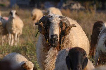 Fototapeta premium Cypriot Ram Close Up Portrait