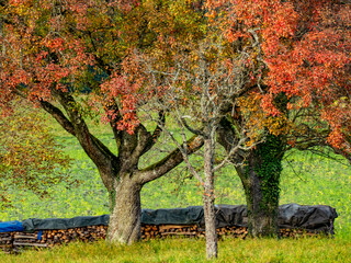 Brennholzlager im Herbst
