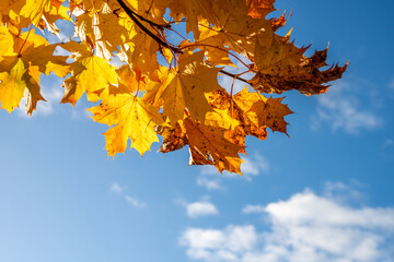 Golden maple leaves shining in sunlight with blue sky and soft clouds in the background.