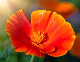 A close-up of an open, vibrant, orange poppy flower with a bright yellow center, illuminated by sunlight, showing delicate petals