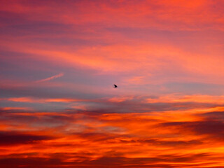 Seagull flying in sunset against sunset sky