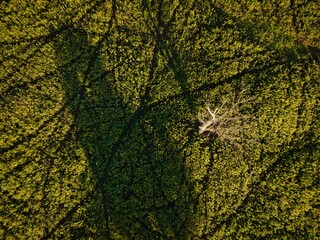 a clearing from above in summer
