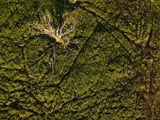 a clearing from above in summer