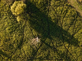a clearing from above in summer