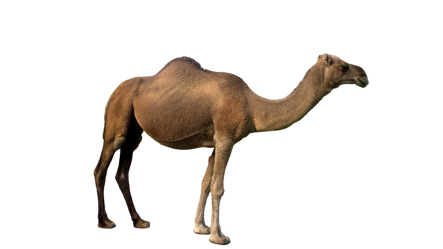 Dromedary Camel, Also Known as Arabian Camel (Camelus dromedarius) Isolated on a White Background with Copy Text Space. Desert Dromedary Camel for Wildlife Posters, Zoology Study, and Cultural PNG 