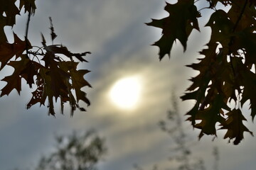 Les feuilles de chêne sur fond du couché de soleil