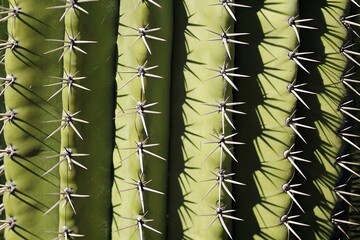 Macro View Saguaro Cactus Ribbed Surface with Thorny Spines Casting Dramatic Shadows