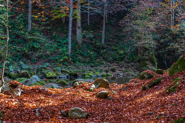 I fantastici colori dell’autunno nei boschi della meravigliosa Valle Pesio © alessandrogiam