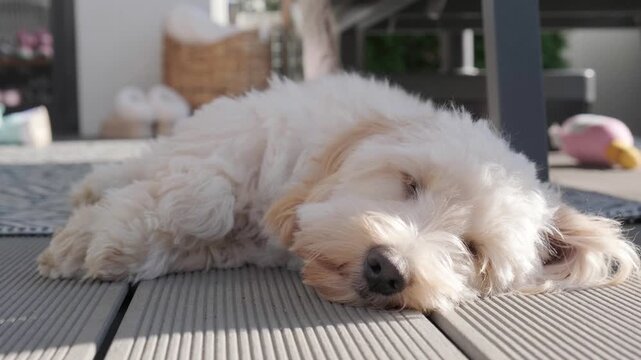 An adorable white Maltipoo puppy, 6 months old, sleeping peacefully on light-colored wooden decking outdoors in the sunlight.