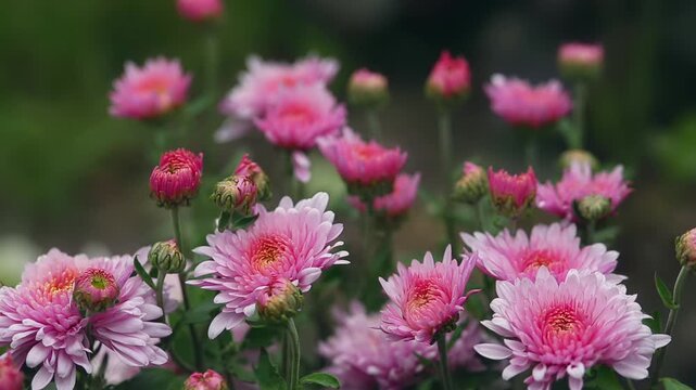 macro view of pink chrysanthemums blowing in the wind, with a blurred green background. The autumn flowers bloom beautifully in the garden