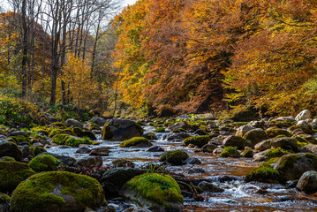 I fantastici colori dell’autunno nei boschi della meravigliosa Valle Pesio © alessandrogiam