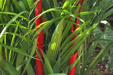 Cyrtostachys renda - Red Sealing Wax Palm Close-up
