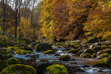 I fantastici colori dell’autunno nei boschi della meravigliosa Valle Pesio © alessandrogiam