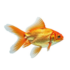 Fototapeta premium Golden orange goldfish with flowing fins on transparent background