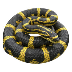 Obraz premium Coiled black and yellow snake on transparent background showcasing scales