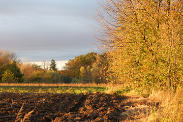 ​A panoramic autumn landscape depicts the contrast between a freshly-plowed field and bright-yellow bushes, illuminated by the low sun. 