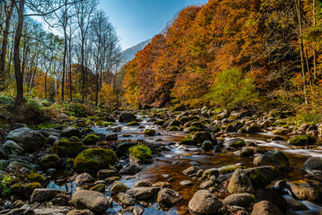 I fantastici colori dell’autunno nei boschi della meravigliosa Valle Pesio © alessandrogiam