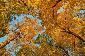 Golden autumn trees with bright yellow foliage against clear blue sky. View from below, natural...