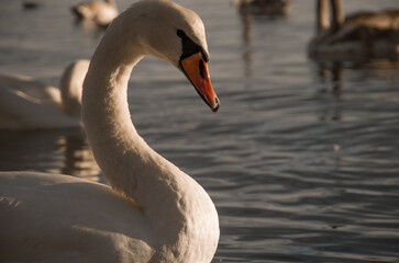 Graceful Mute Swan Profile on Water at Golden Hour