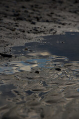 Dark, reflective puddles on wet tidal mudflats at low tide