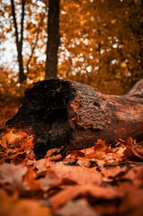 Obraz premium Fallen Log on a Bed of Autumn Leaves with Golden Bokeh Background