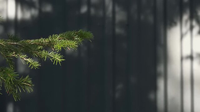 A close-up of a green evergreen branch in natural light, with soft tree shadows creating contrast on a dark corrugated wall