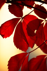 Vibrant Red Autumn Leaves with Berries in Soft Natural Light – Close-Up Botanical Photography Highlighting Seasonal Foliage, Shallow Depth of Field, and Warm Tones for Tranquil Nature Backgrounds