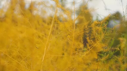 Close-up shot of delicate yellow foliage, capturing the intricate patterns and vibrant colors of the leaves. Blurred background enhances the focus on the plant, creating a serene and natural setting