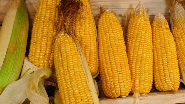Rows of vibrant yellow corn cobs stacked inside a wooden crate under soft natural light. The composition captures the warmth of the harvest and 