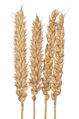 Triticum aestivum ears