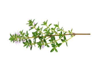 Isolated sprig of blooming thyme, aromatic herb, culinary ingredient, with blossoms