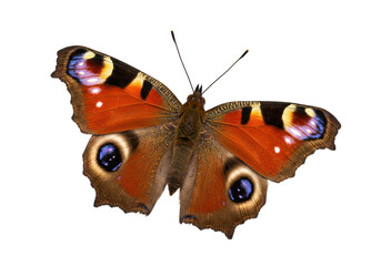Isolated peacock butterfly displays wings  colorful spring insect, close-up macro of the wings © Elowen