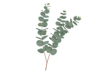 Isolated Eucalyptus branch with round leaves - natural element of greenery for design ideas © Elowen