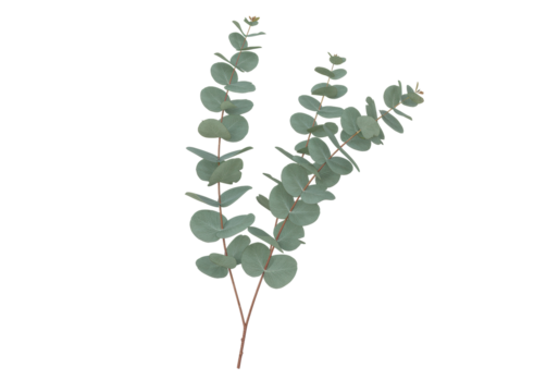 Isolated Eucalyptus branch with round leaves - natural element of greenery for design ideas - Powered by Adobe