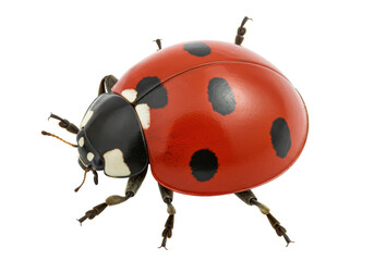 Isolated Red Ladybug with Black Spots, Beetle, Ladybird, Macro, Nature, Close Up, Crawling Insect