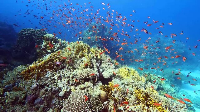 School of anthias fish on the coral reef - Egypt
