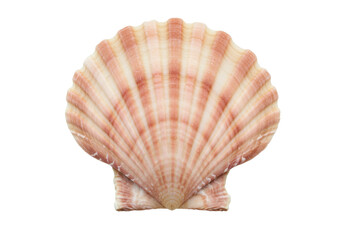 Obraz premium Isolated Seashell with Ridges in Beige and Light Red for decoration or souvenir purpose