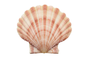 Isolated Seashell with Ridges in Beige and Light Red for decoration or souvenir purpose
