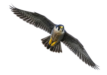 Isolated peregrine falcon in midair, poised to swoop while flapping wings and gripping talons