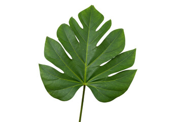 Isolated Philodendron Leaf on light field, Exotic Foliage, Tropical Plant, Single Monstera © Elowen