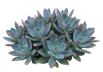 Isolated succulent plant rosette, a collection of Ghost plants on an invisible surface