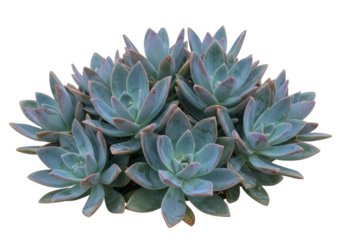 Isolated succulent plant rosette, a collection of Ghost plants on an invisible surface