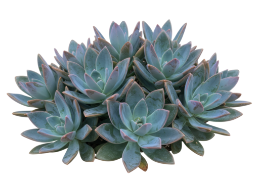 Isolated succulent plant rosette, a collection of Ghost plants on an invisible surface