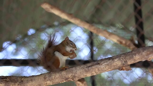 Eurasian Red Squirrel Eating Nut. Cute Furry Small Rodent in Zoo.