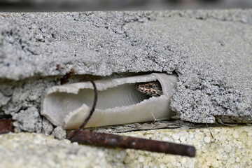 Mauereidechse verseckt sich in einem Kabelkanal an einer Hauswand // Common wall lizard (Podarcis muralis)