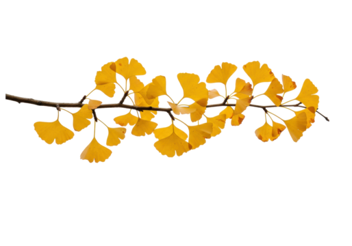 Isolated Ginkgo branch in vivid autumn gold with fan shaped leaves for seasonal designs