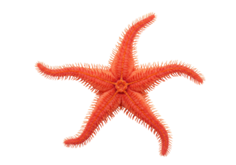 Isolated spiny starfish a marine animal with five arms, a coral colored echinoderm